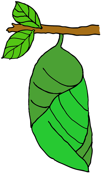 Pupa, Butterfly, Stage, Nature - Butterfly Eggs On A Leaf Coloring (420x720)