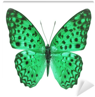 Exotic Butterfly Isolated On White Background Wall - Oliver Gal 'blue Butterfly' Canvas Art, 50 X 50 (400x400)