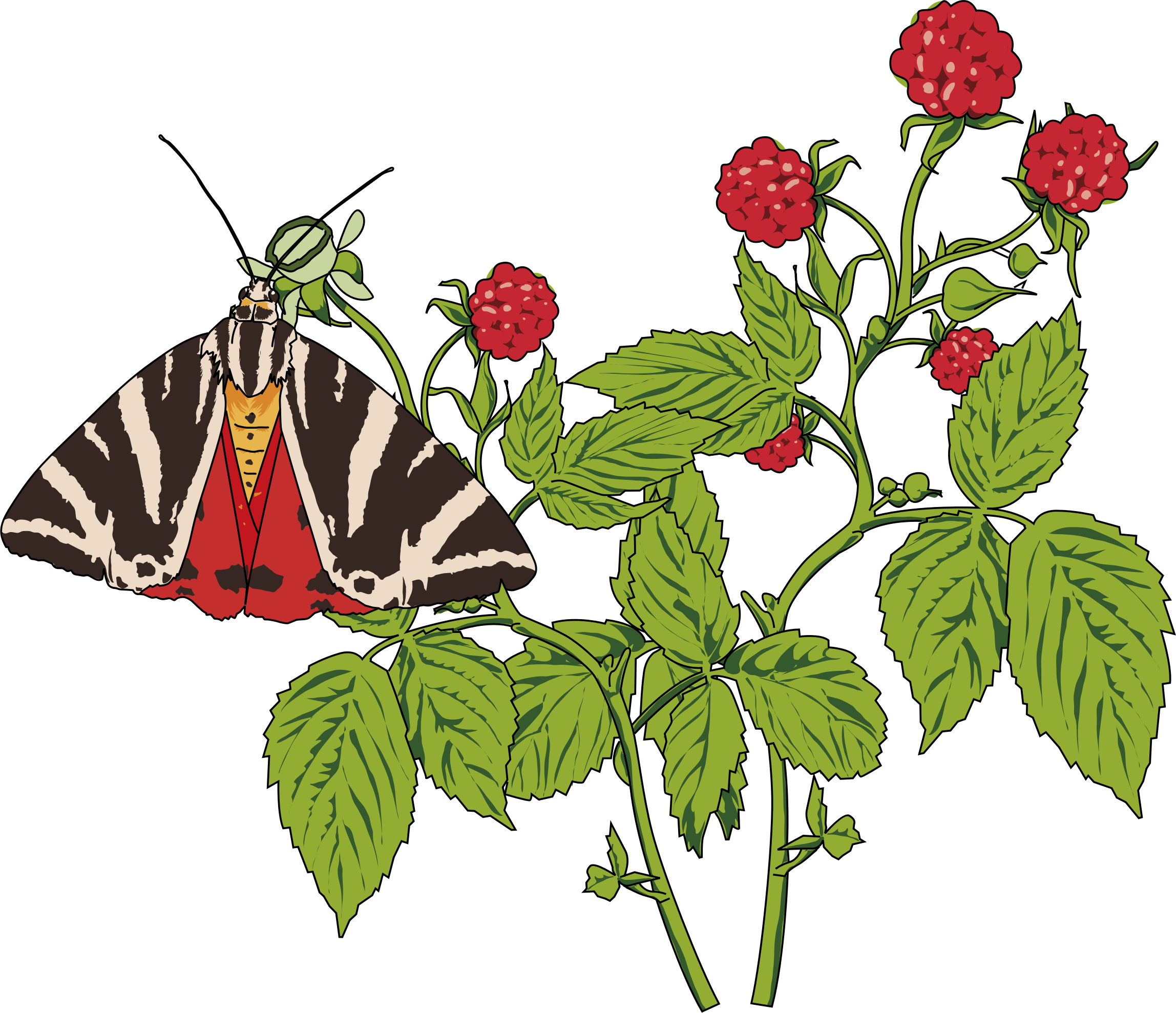 Free To Use & Public Domain Butterfly Clip Art Public - Zebra Butterfly And Flowers Shower Curtain (2296x1978)