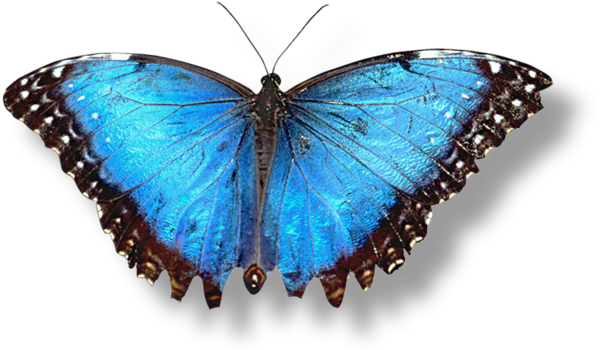 Blue Butterfly Transparent Background Wwwimgkidcom - Hd Butterfly White Background (600x350)