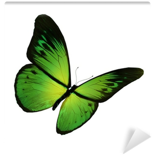 Green Butterfly Flying, Isolated On White Background - Blue Butterfly Hd (400x400)