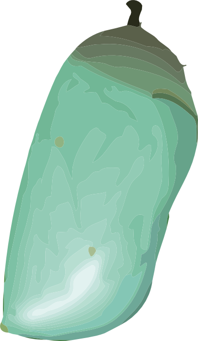 Free Butterfly Clipart - Butterfly Cocoon Png (407x700)