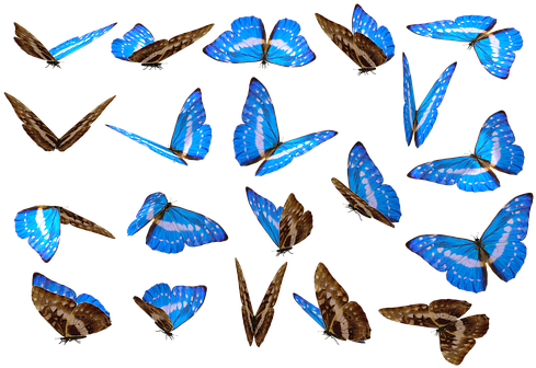 Butterfly Unique No Background Nature Cut - Butterfly 21 By Wolverine (516x340)