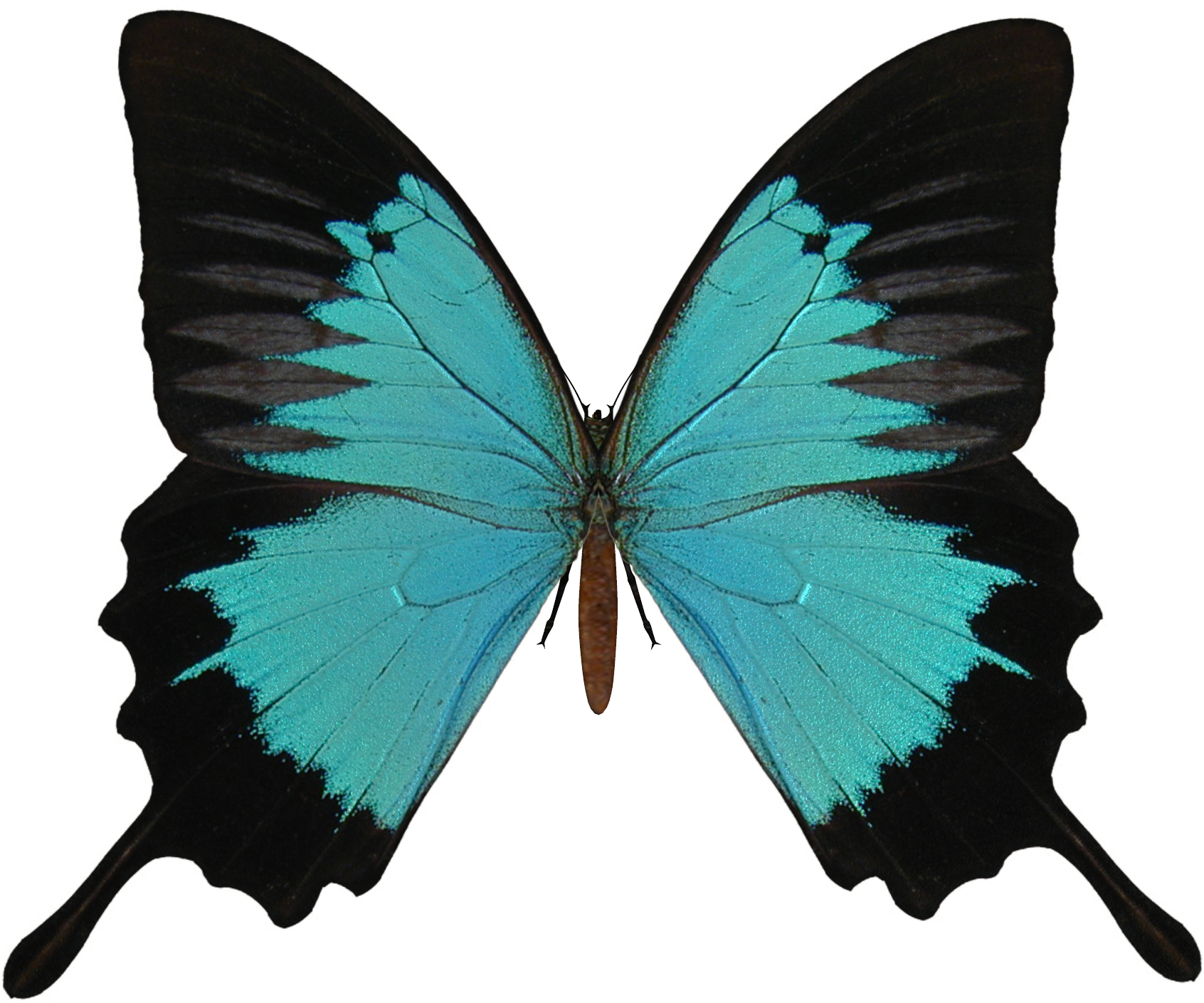 Black And Cyan Butterfly Png - Masaoms Custom Rings . Gold Bands. Yellow Gold Ring, (1700x1500)
