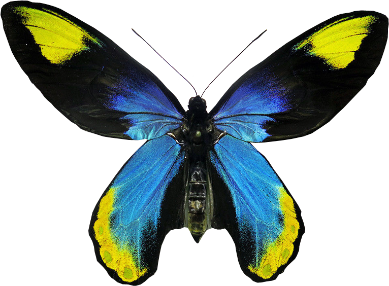 Ornithoptera Victoriae Regis Butterfly Transparent - Butterflies Transparent Background (800x607)