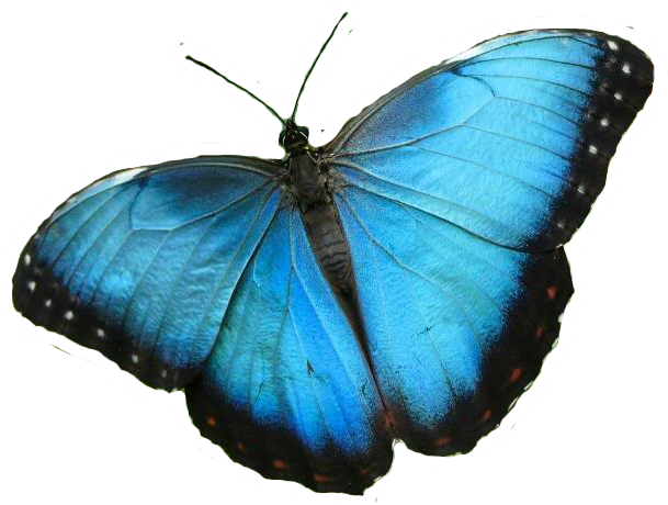 In The Time Of The Butterflies - Niagara Parks Butterfly Conservatory (609x460)