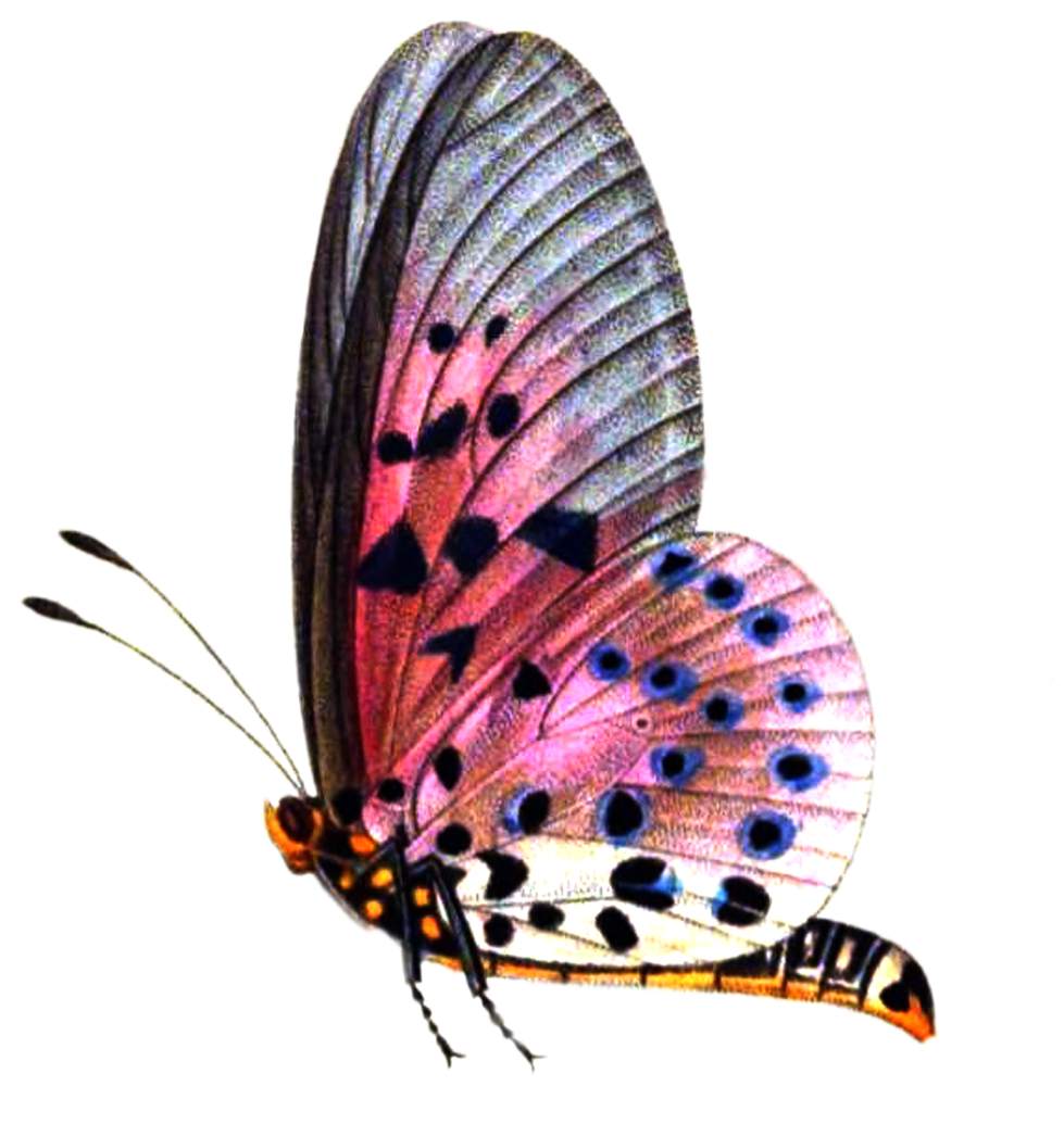Pic Butterflies Png Image - Real Butterfly Png Hd (1024x1044)