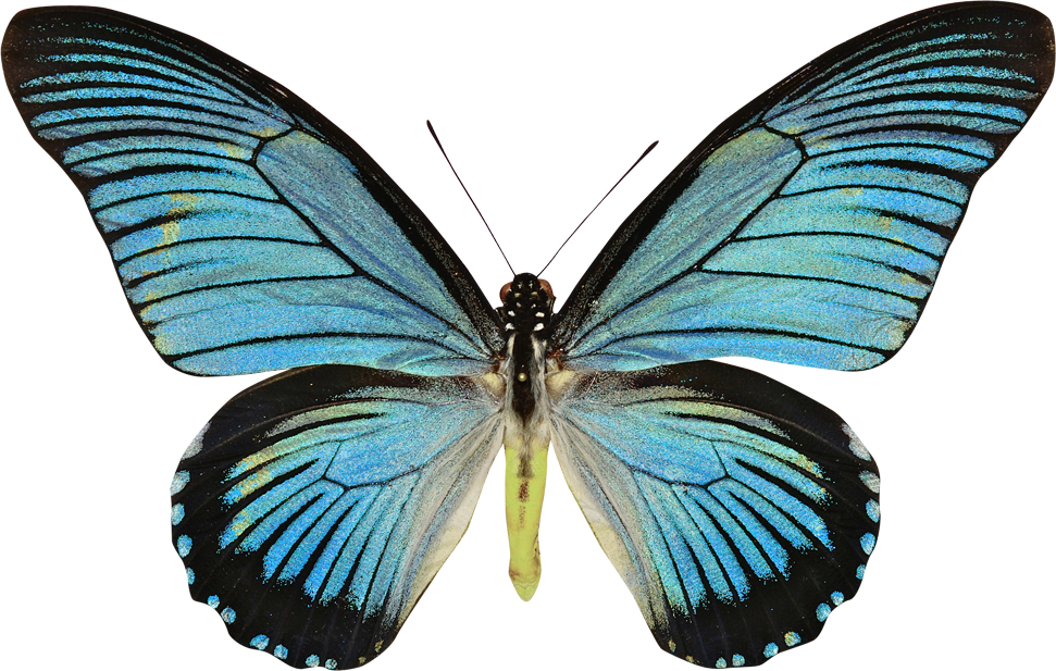 Swallowtail Butterfly Histories Papilio Zalmoxis Papilio - Swallowtail Butterfly Histories Papilio Zalmoxis Papilio (971x617)
