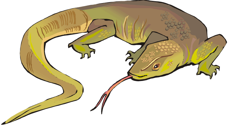 Lizard Dragon Clipart - Monitor Lizard Clip Art (750x414)