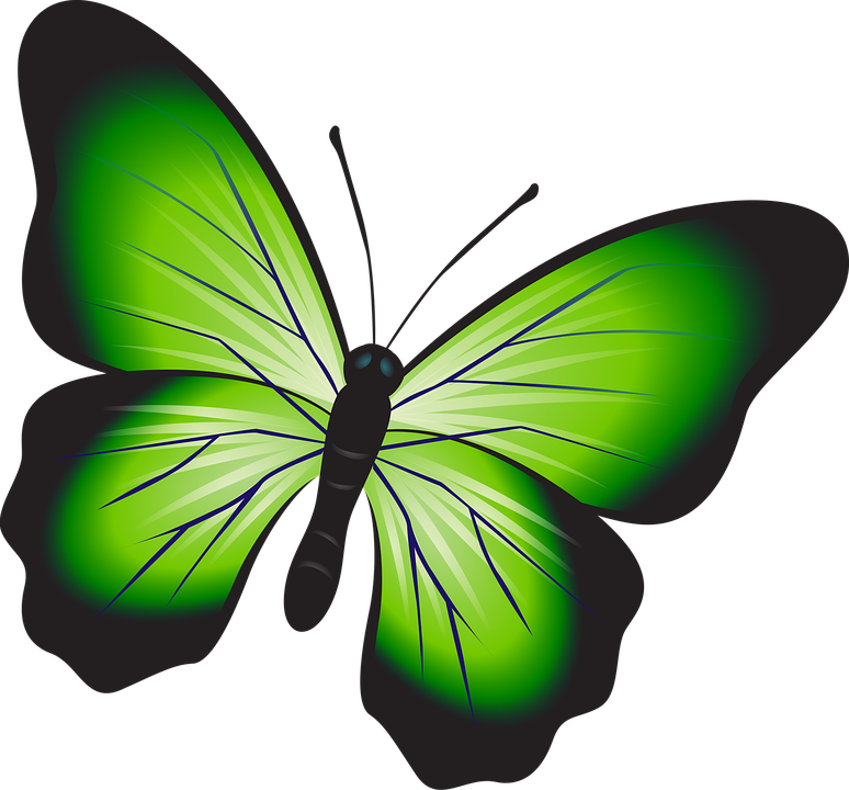 Butterfly, Colorful, Green, Insect, Decoration, Decor - Sketsa Kupu Kupu Berwarna (774x720)