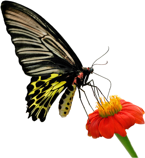 Butterfly Moth Life Thought Love - Butterfly Moth Life Thought Love (600x569)