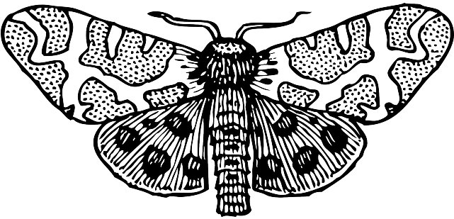 Cartoon, Bug, Wings, Insect, Moth, Moths, Top - Moth Clipart Black And White (640x320)