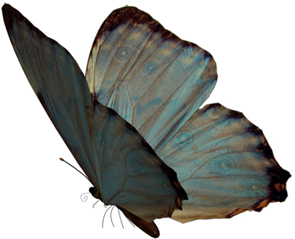 Butterfly Nymphalidae Papillon Dog Moth Lycaenidae - Butterfly Nymphalidae Papillon Dog Moth Lycaenidae (600x520)