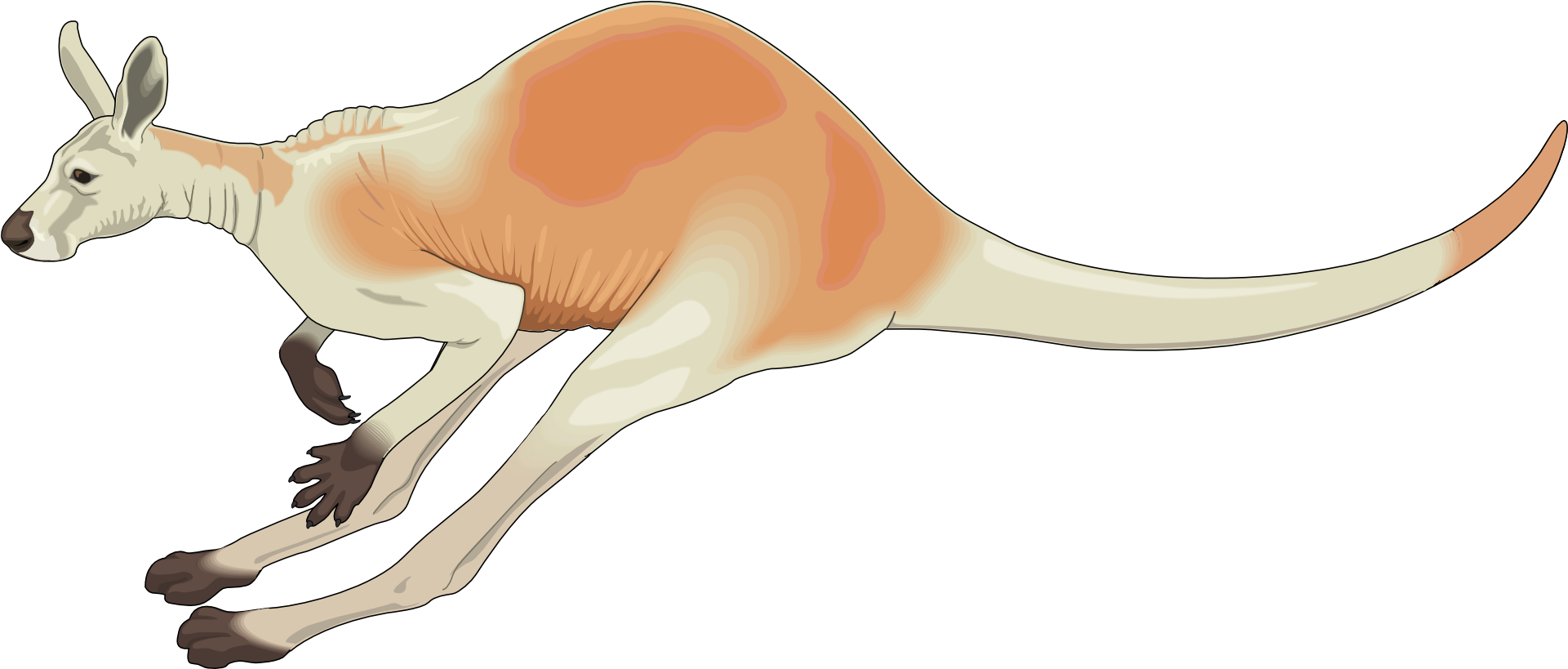 Red Kangaroo Koala Jumping Clip Art - Red Kangaroo Koala Jumping Clip Art (1920x960)