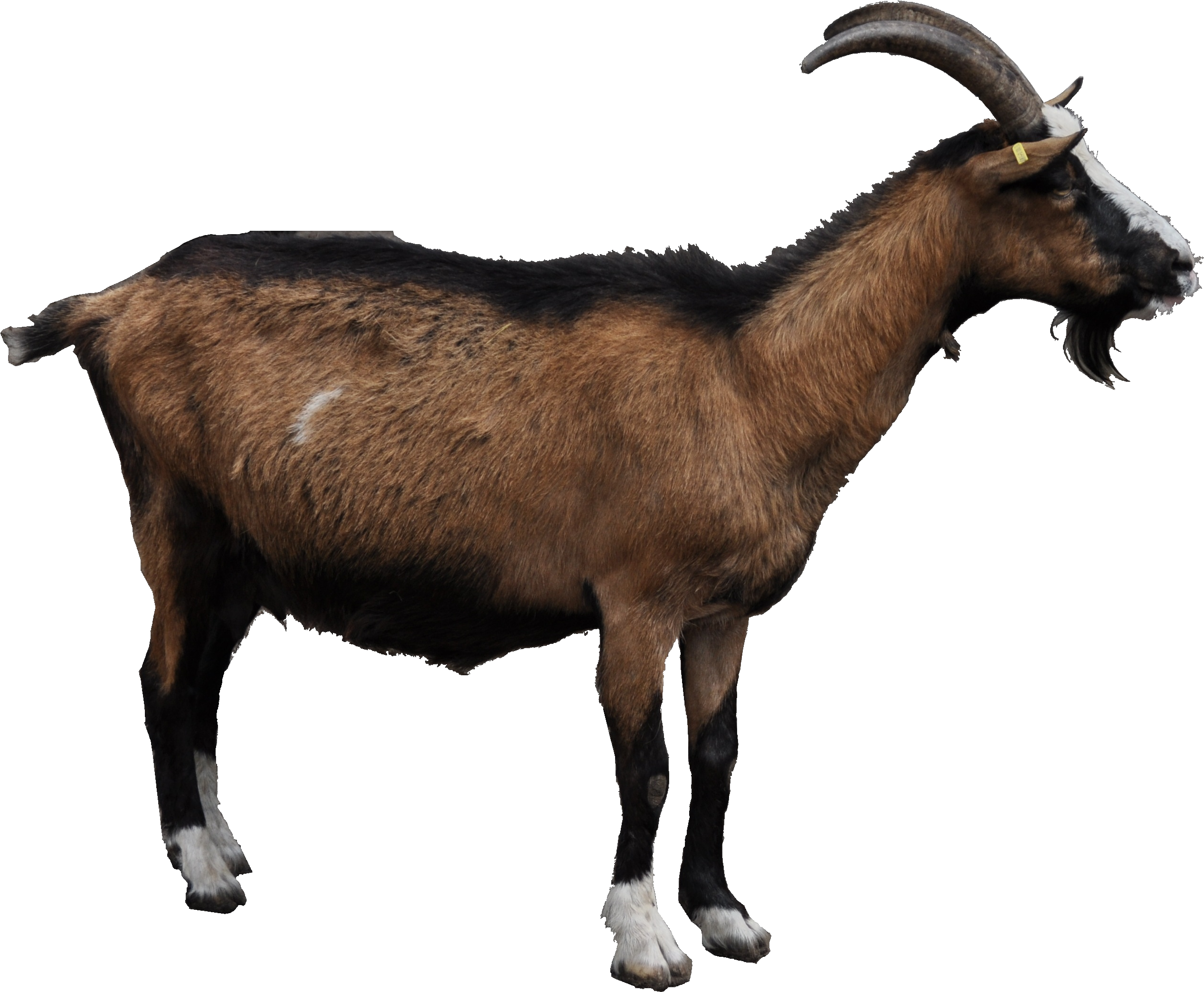 Goat Png - Goat Png (2629x2178)