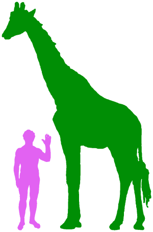 Giraffe And Human - Giraffe Compared To Human (300x454)