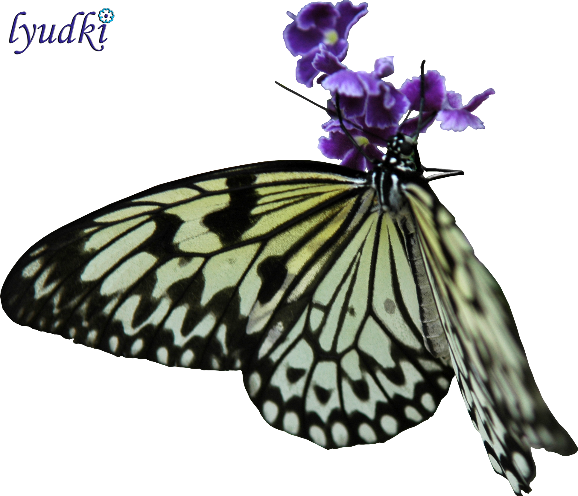 Monarch Butterfly Pieridae Moth - Butterfly (1932x1659)