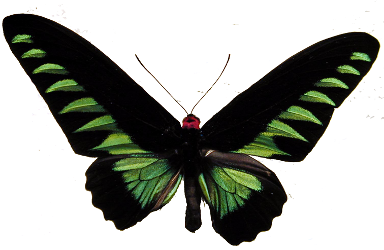 Butterflies And Moths 1 2 3 4 5 - Rajah Brooke's Birdwing (762x492)