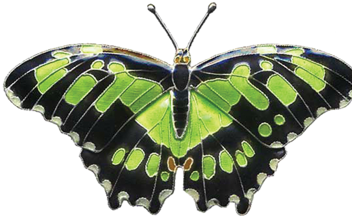 Butterflies & Moths - Butterflies & Moths (900x900)