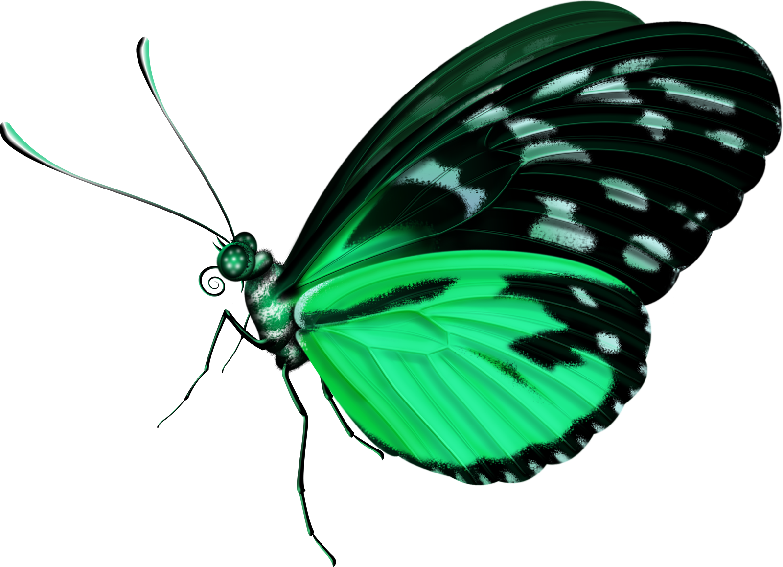 Butterfly Clip Art - Butterfly Clip Art (1600x1158)