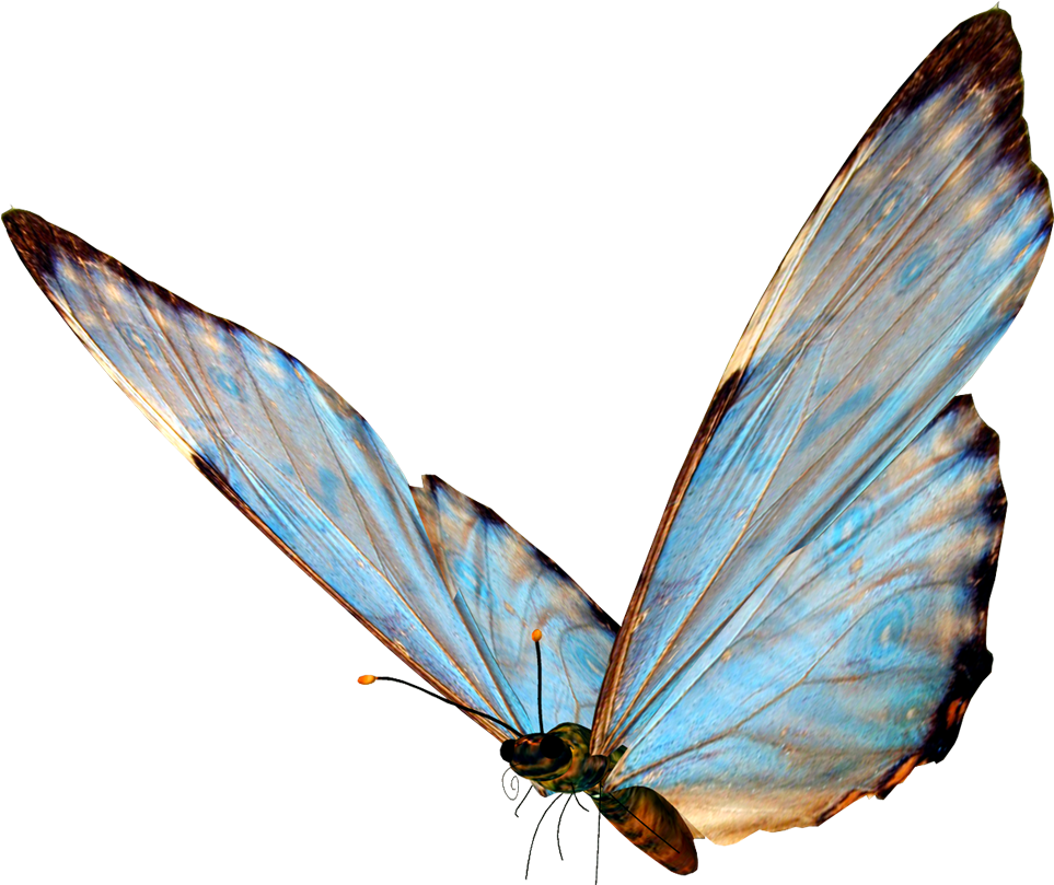 Butterfly Transparency And Translucency Clip Art - Butterfly Png (1300x1000)