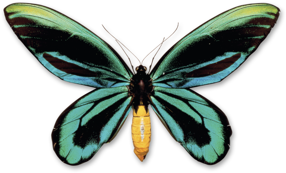 Queen Alexandra Birdwing Butterfly (960x615)