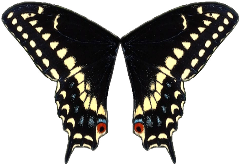 Swallowtail Butterfly Black Swallowtail Wing - Swallowtail Butterfly Black Swallowtail Wing (784x800)