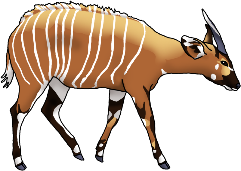 Water Buffalo Cartoon Free Download Clip Art Free Clip - Bongo Animal Clipart (900x677)