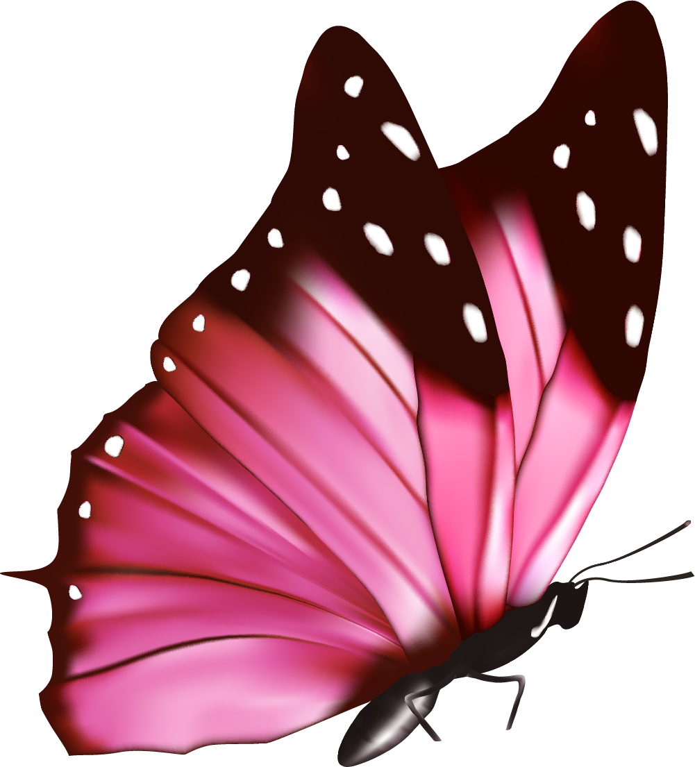 Белая розовая бабочка. Розовые бабочки. Бабочки на белом фоне. Красивые бабочки на прозрачном фоне.