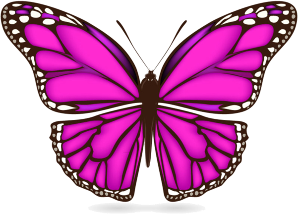 Butterflies°• - ‿✿⁀ - Papillon Clipart (600x447)
