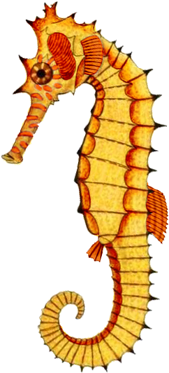 Here Are Some Wonderfully Colorful Sea Creatures To - Northern Seahorse (364x567)