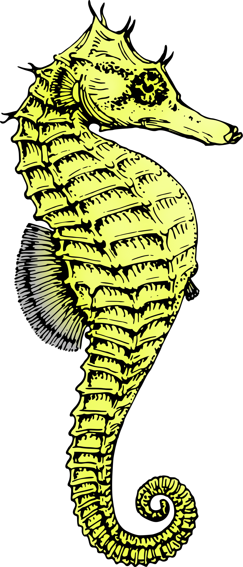Seahorse Png (1028x2400)