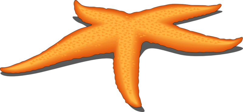 Pin Starfish Clipart - Star Fish Vector Png (800x370)