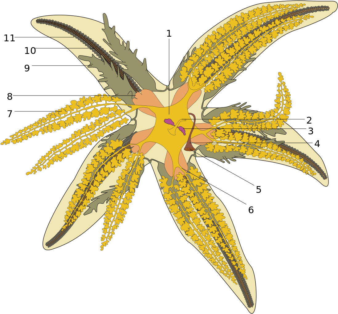 Starfish Drawing Cliparts 11, - Asterias Rubens Anatomy (1105x1024)