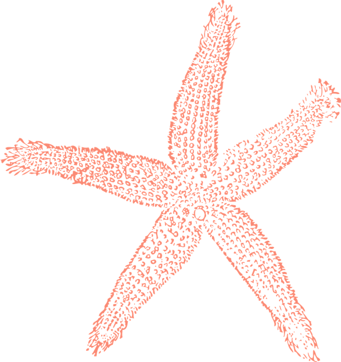 Free Starfish Clipart - Coral With A Transparent Background (677x720)