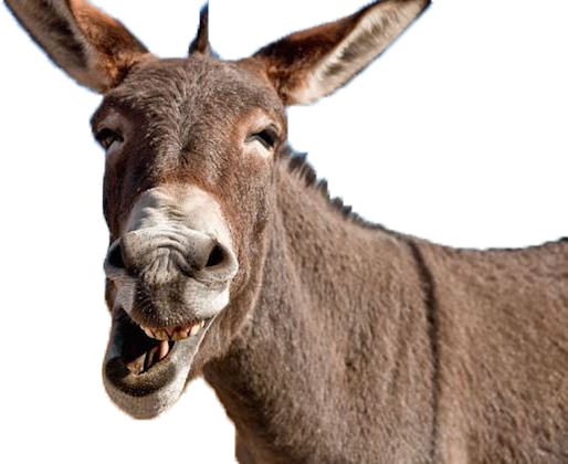 Free - Donkey Transparent Background (514x420)