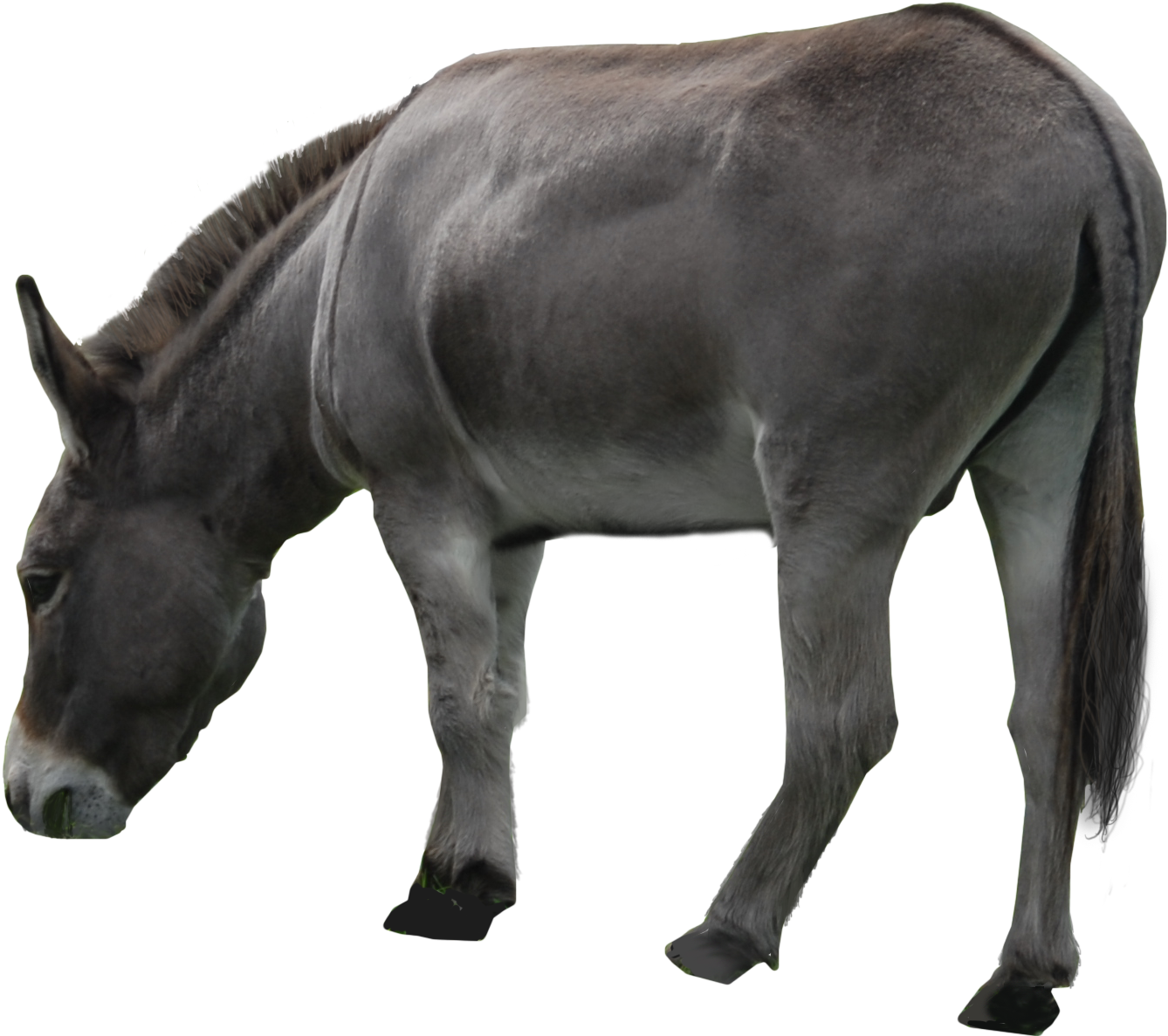 Donkey Png Clipart - Осел Без Фона (1429x1235)