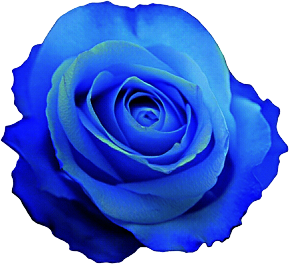 Blue Rose Clipart Pencil And In Color Blue Rose Clipart - Blue Rose Clip Art (1024x936)