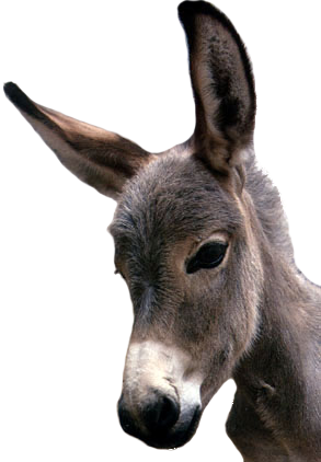 Donkey Png Clipart - Donkey Face Transparent Background (293x422)