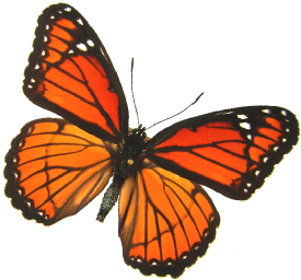 Birds And Butterflies Butterfly Illustration 16 Artwork - Monarch Butterfly (519x346)