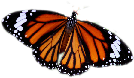 Get - Common Butterflies Of Bangalore (500x375)