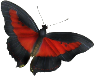 Birds And Butterflies Butterfly Illustration 11 Artwork - Butterfly (519x346)