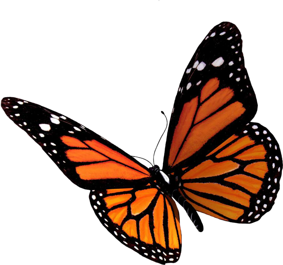 Butterfly Computer Icons Clip Art - Butterfly Png (926x886)