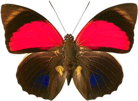 Download This High Resolution Butterfly Png Picture - Butterfly (576x418)