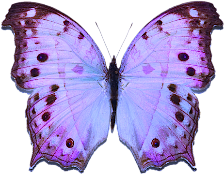Ganbaroo Loves This Butterfly - Butterfly (500x387)