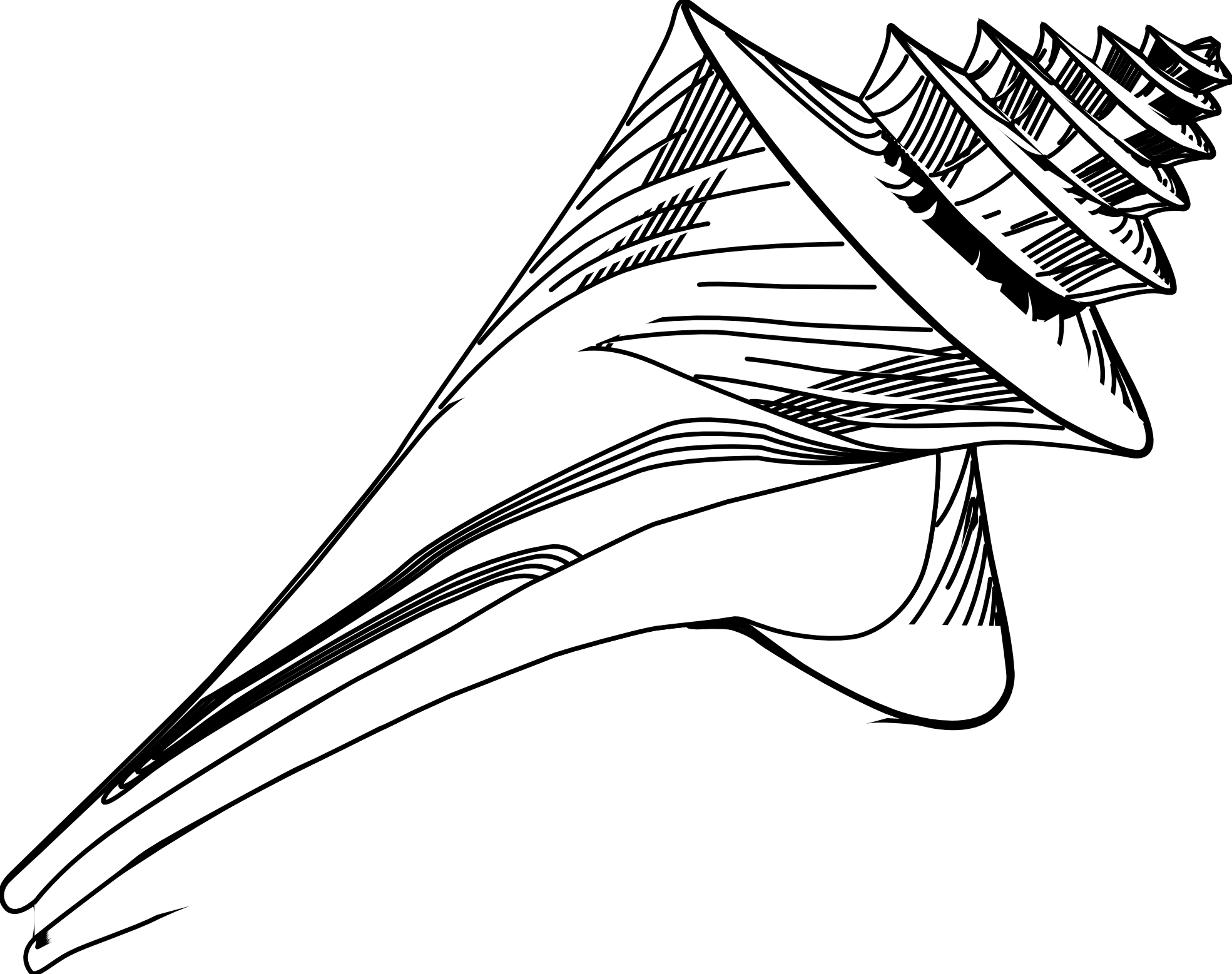 Tattoo's For Seashell Tattoo Black And White - Black And White Ocean Shell Clipart (1969x1557)