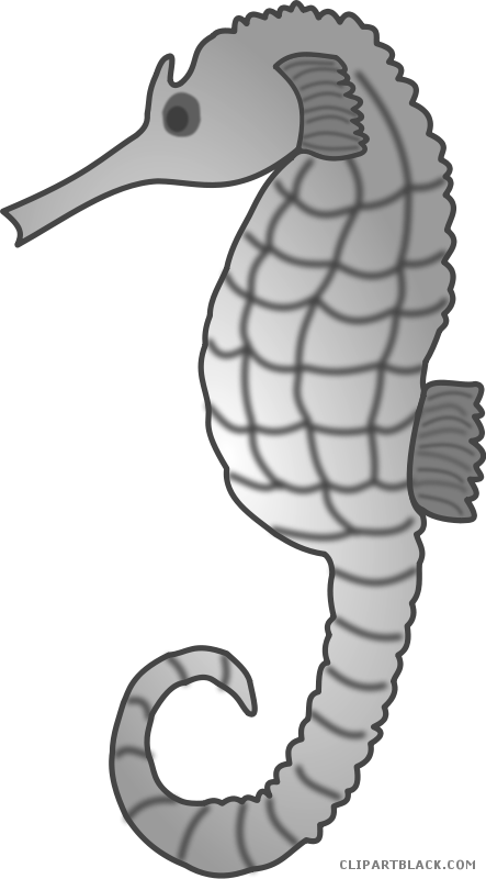 Seahorse Animal Free Black White Clipart Images Clipartblack - Sea Creature Clip Art (443x800)