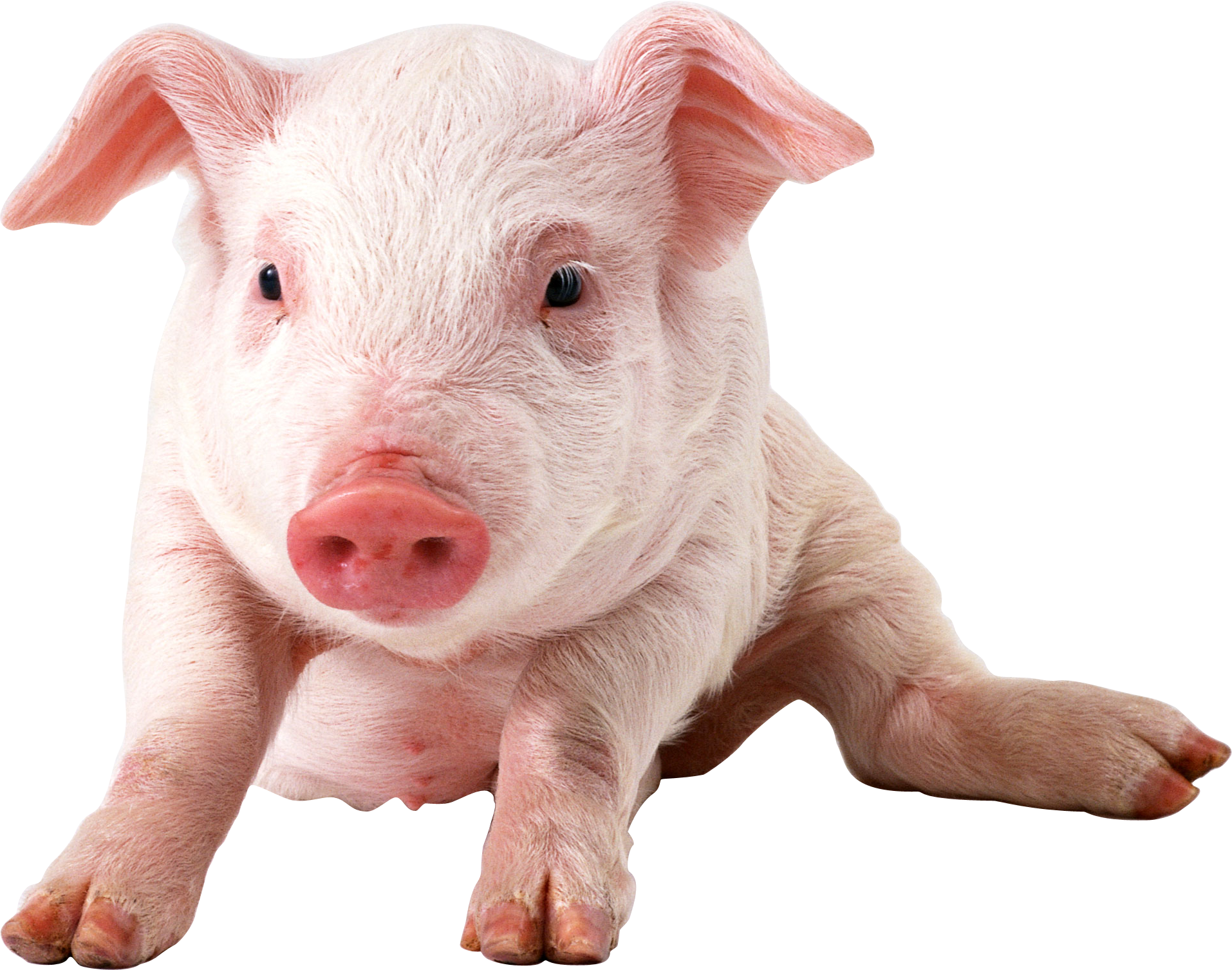 Pig Clipart Transparent - Pigs Png (1914x1506)