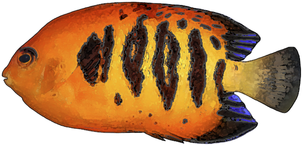 Fish - Fun Puzzles To Color The Reef (640x336)