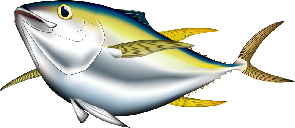 Bigeye Tuna Albacore Pacific Bluefin Tuna Yellowfin - Bigeye Tuna Albacore Pacific Bluefin Tuna Yellowfin (1280x558)